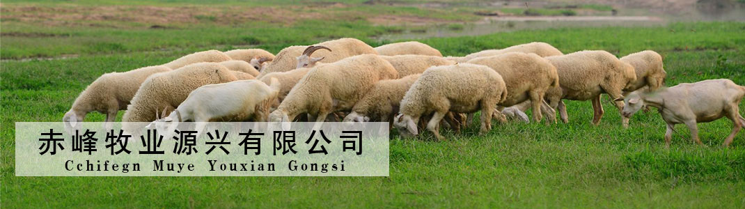 品牌傳播 BRANDING